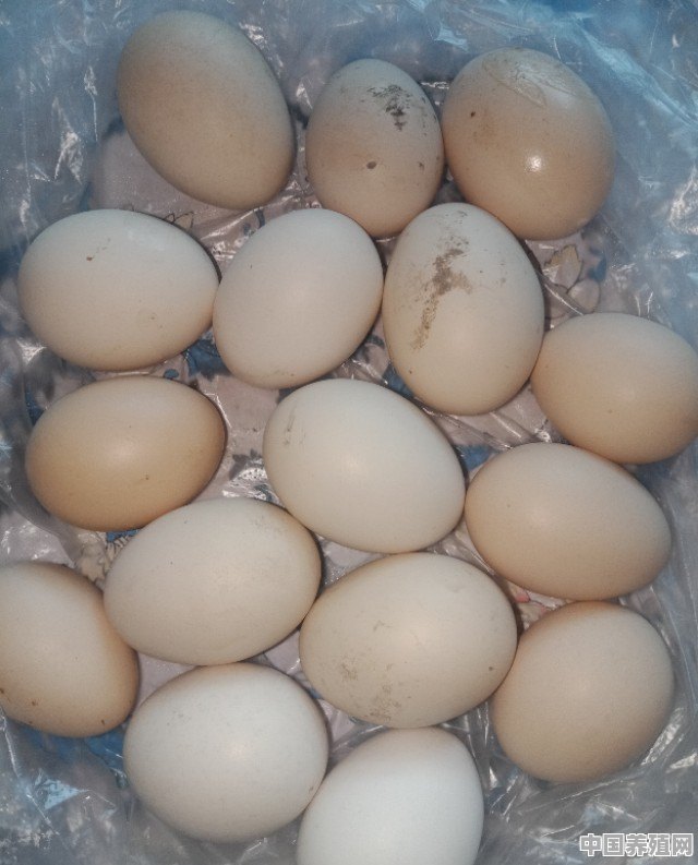 母鸡每天都能产蛋吗？怎么喂养 - 中国养殖网
