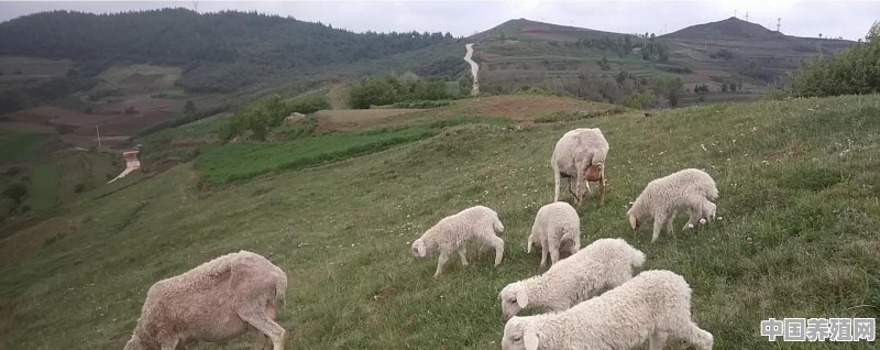 投资十万元养羊，40只母羊，纯放养的，一年大概能赚多少钱 - 中国养殖网