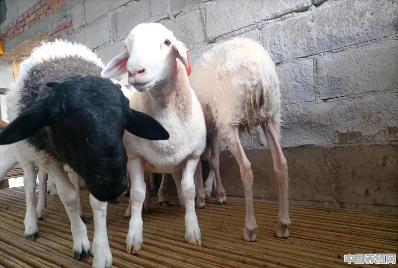 投资十万元养羊，40只母羊，纯放养的，一年大概能赚多少钱 - 中国养殖网
