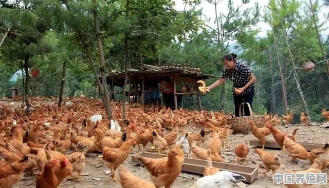 农村老家养了100多只土鸡，如何在网上销售呢？可行吗 - 中国养殖网
