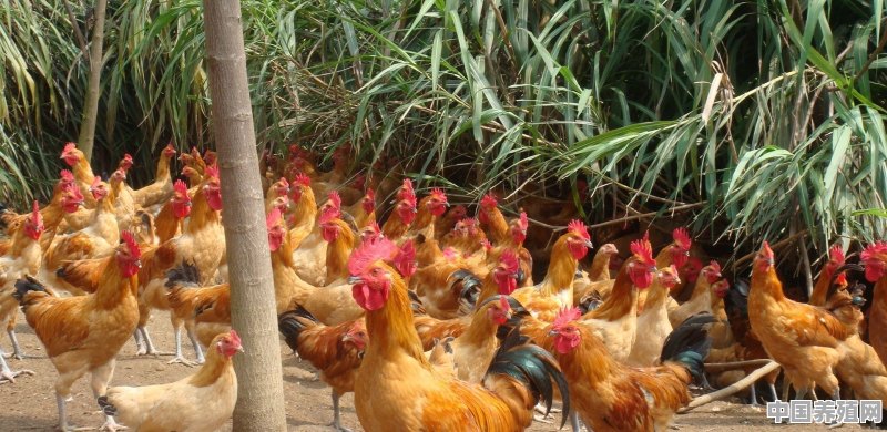 农村老家养了100多只土鸡，如何在网上销售呢？可行吗 - 中国养殖网