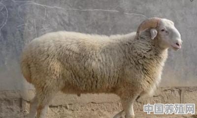 在河北邢台养殖小尾寒羊能赚钱吗 - 中国养殖网