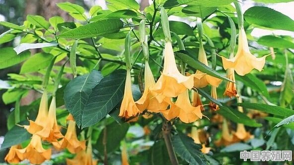 曼陀罗花的植物特性有哪些，如何培养殖曼陀罗花 - 中国养殖网