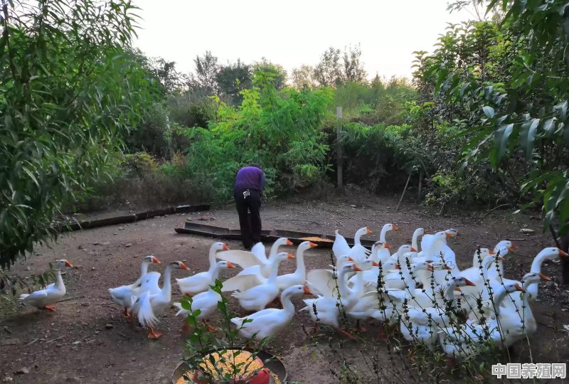 清代被判死刑后可找“白鸭”顶包，为何会有“宰白鸭”的现象 - 中国养殖网